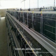Fully automated chicken cage equipment for livestock farms around the world